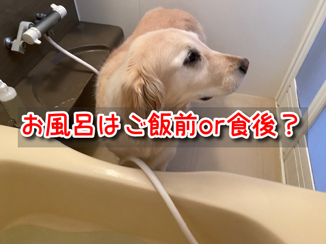 犬　お風呂