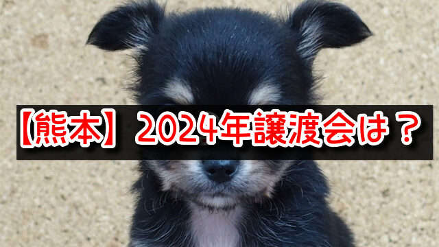 売れ残りの犬を引き取りたい　熊本県