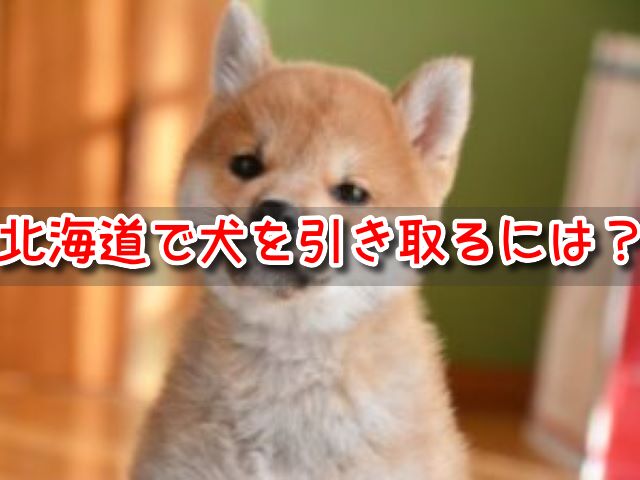 売れ残りの犬を引き取りたい 北海道