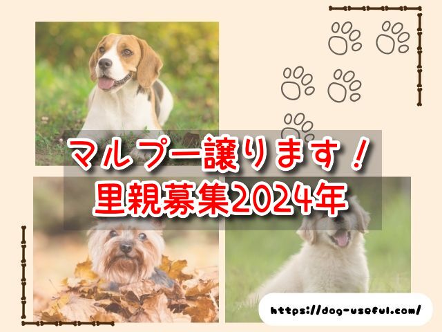 マルプー譲ります|里親募集2024年【関東】子犬無料の保護犬速報！｜ワンコと一緒にエンジョイライフ♪