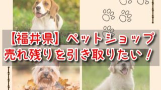 福井県　ペットショップ売れ残りの犬を引き取りたい