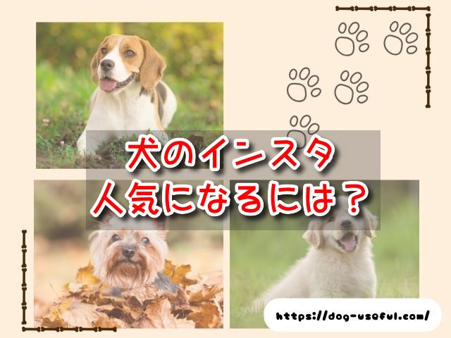 犬　インスタ