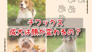 チワックス　成犬