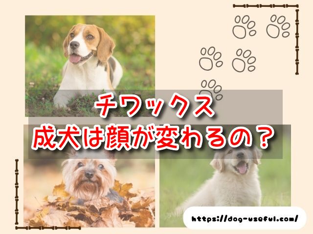 チワックス　成犬